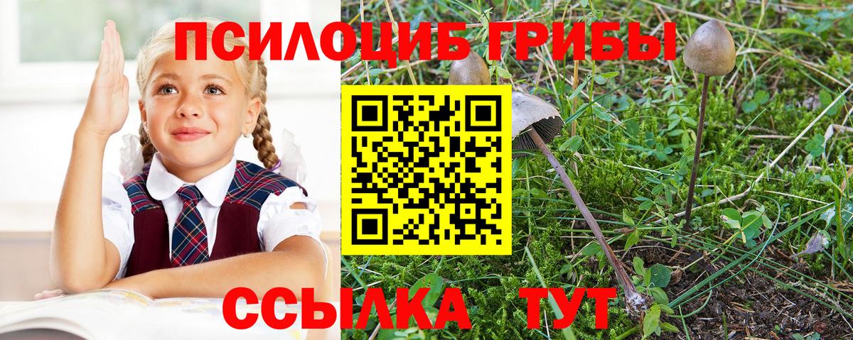 Псилоцибиновые грибы Psilocybine cubensis Чернушка